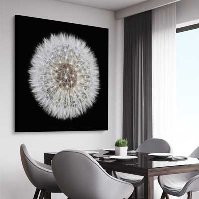 Isolated Dandelion