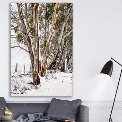 Snowy Gumtrees