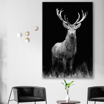 Red Deer Gaze